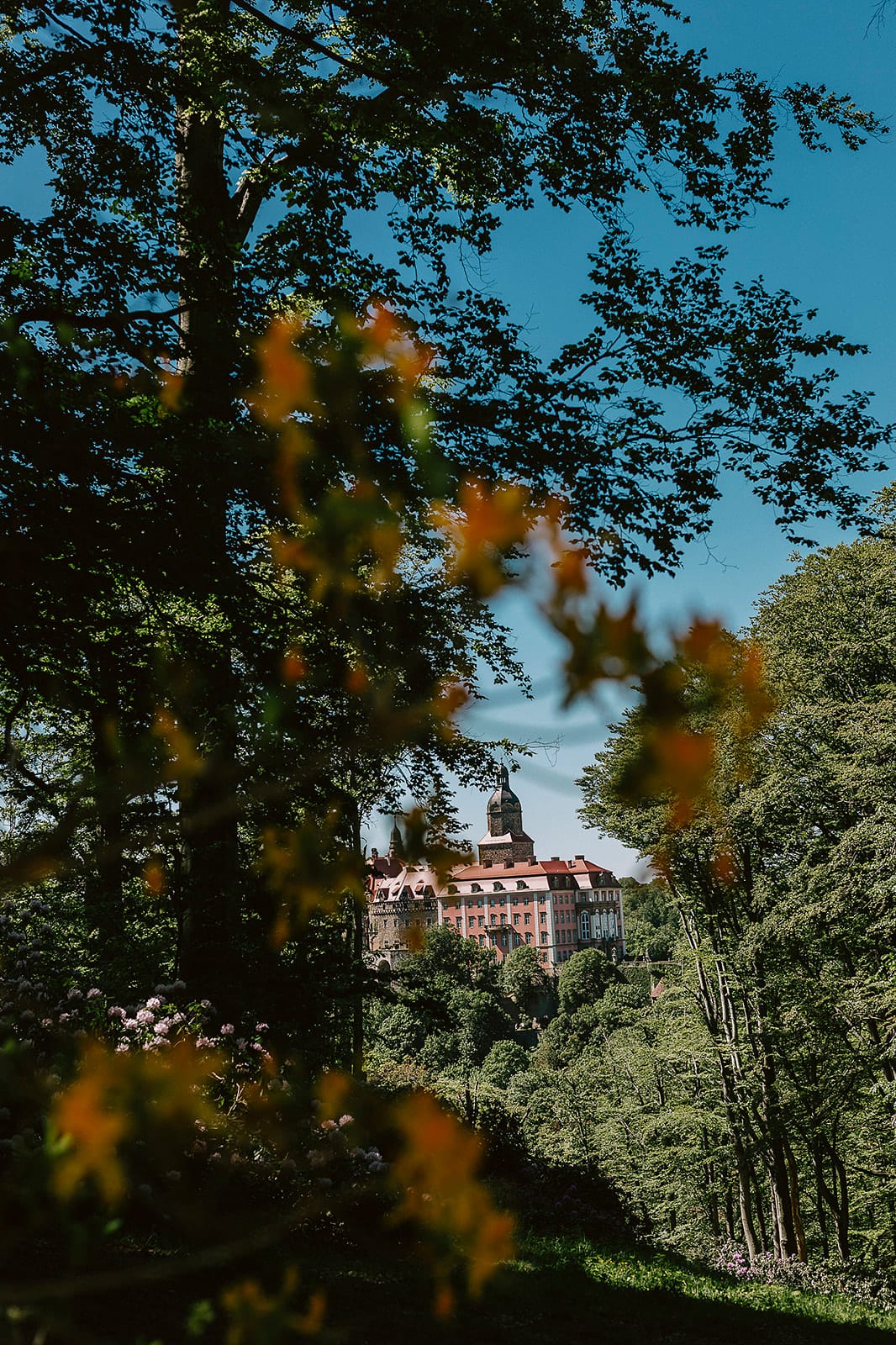 Zamek Książ wśród rododendronów
